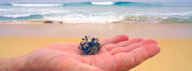 Obraz premium man holds a sea crab in his hand against the background of the blue ocean and sea sand 
