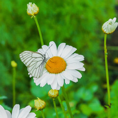 White butterfly and daisy flower