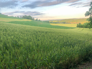 Golden hour agricultural landscape with pink sky and corn and wheat fields across rolling hills. Nature background with textures and wholesome healthy feel with copy space.