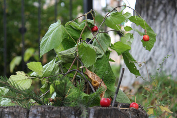cherries in the garden