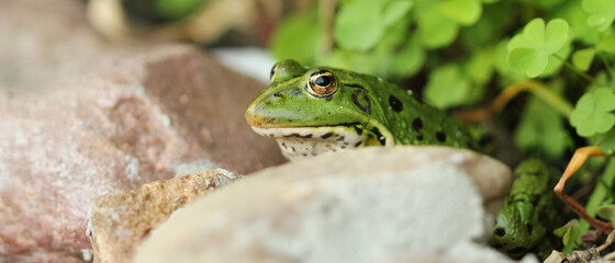 large green frog sits between stones