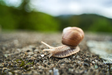 Closeup of a snail