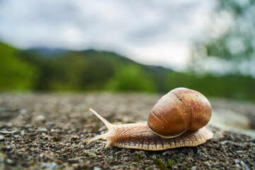 Closeup of a snail