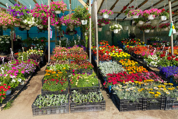 Variety blooming flowers in local market for decorating the local area. Decorative petunia and other plants are for sale. Garden shop with flowers. Flowers delivery.