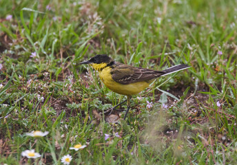 Yellow wagtail after bath