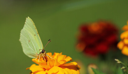 butterfly sits on a plant in summer in nature