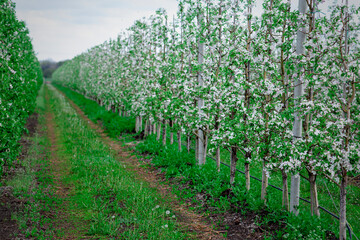 Fototapeta na wymiar Rows of beautifully blossoming apple trees on green lawn