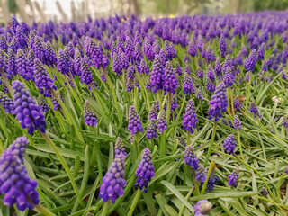 close up of lavender flowers
