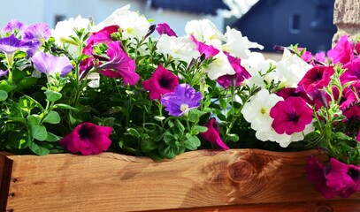 Petunien im Blumenkasten