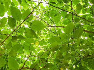 Fototapeta na wymiar Green leaves foliage on bright sunbeams background,texture pattern