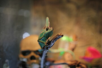 Colourful chameleon standing on a tree branch in a terrarium.