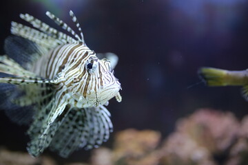 Close-up of a black and white lionfish. It is shot in an aquarium, however, the image is ideal for scuba diving and underwater photos.