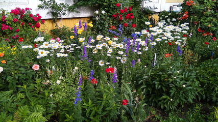 Fototapeta na wymiar Vibrant summer garden with lovely multi colored flowers in the back yard . A private garden that is tended with love.