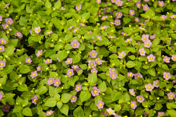 Persian violet. Exacum for sale.