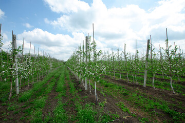 Obraz premium New trees on farm. Rows of flowering apple tree seedlings on field in spring