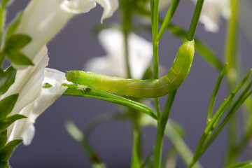 Grüne Raupe frisst sich durch Löwenmäulchen