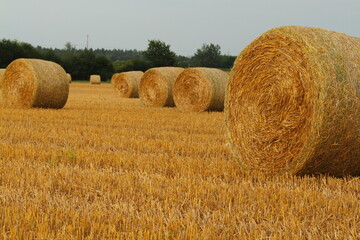 Deep view over a harvested field