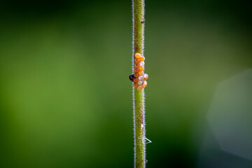 Eier eines Käfers an Pflanzenstengel