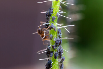 Ameise mit Läusekolonie