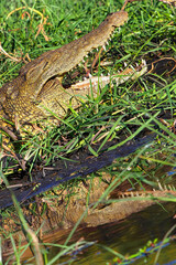 Nile crocodile, Crocodylus niloticus, Chobe River, Chobe National Park, Botswana, Africa