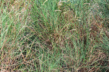 Long uncultivated grass in a field