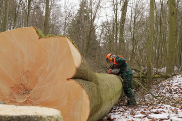 Holzfäller hat mit Motorsäge einen großen Baum gefällt