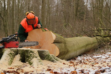 Holzfäller hat mit Motorsäge einen großen dicken Baum gefällt vermessen und notiert das Aufmaß