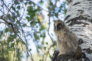 long-eared owl sitting on a tree