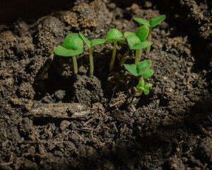Growing potted plants in the apartment