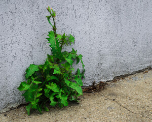 A plant grown from concrete