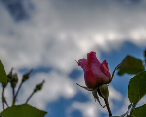 A beautiful rosebud with a background of white clouds