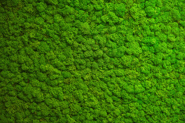 Close up green moss texture, background. Green texture
