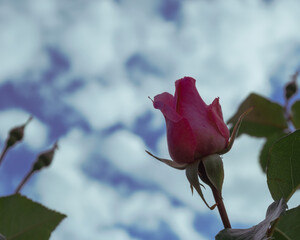 A beautiful rosebud with a background of white clouds
