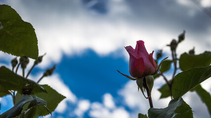 A beautiful rosebud with a background of white clouds