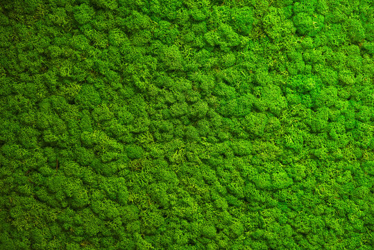 Close up green moss texture, background. Green texture