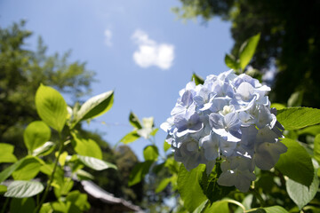 紫陽花と青空