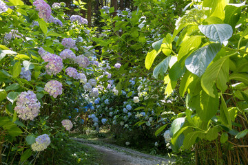 紫陽花と道