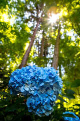 紫陽花と木漏れ日