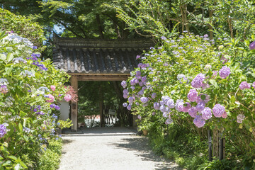 紫陽花と門