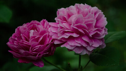 A beautiful rose in the backyard