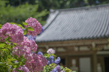 紫陽花とお寺