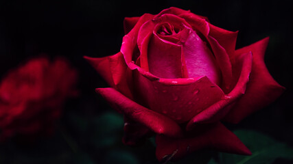 Naklejka premium A beautiful rose in the backyard with water drops