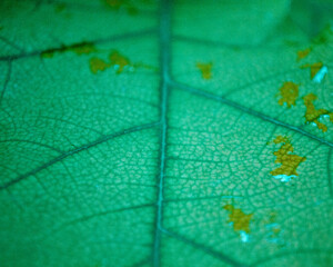 Obraz na płótnie Canvas Plant leaves as a background