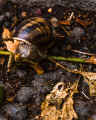 A snail out for a walk after the rain
