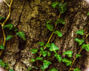 A tree trunk with a hanging ivy as a background