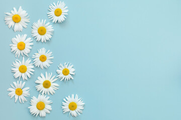 Floral pattern of white chamomile daisy flowers on light blue background with copy space. Flat lay, top view. Floral background. Pattern of flower buds. Summer tenderness