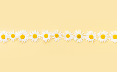 Floral composition. Line made of white chamomile flowers on pastel yellow background. Easter, spring, summer concept. Flat lay, top view, copy space