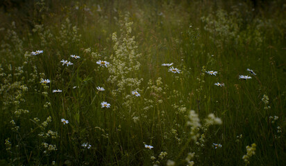 Blooming green meadow with white daisies in the summer twilight. Natural background.