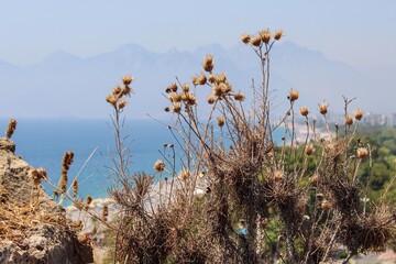 Antalya- Turcja. Widok na morze śródziemne. Wysuszone rośliny i Góry na horyzoncie. - obrazy, fototapety, plakaty