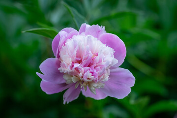 Beautiful peony on a green blurred background